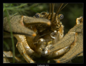 No Paparazzi please ! Freshwater Crayfish by Beate Seiler 